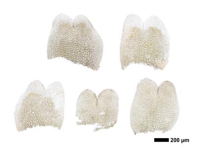 gymnomitrion obtusum 1 flankenblatt