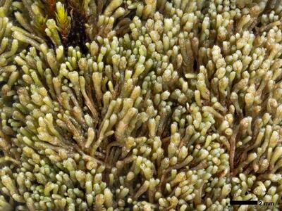 gymnomitrion obtusum 1 habitus