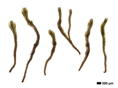 gymnomitrion obtusum 1 habitus oberseite