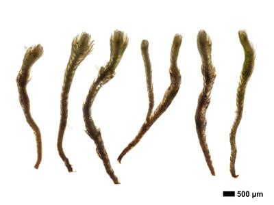 gymnomitrion obtusum 1 habitus unterseite
