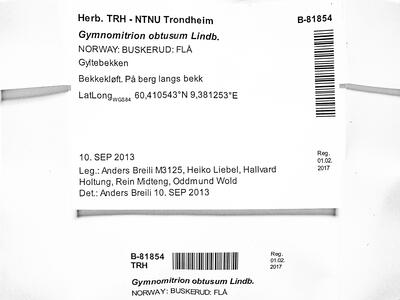gymnomitrion obtusum 1 herbarbeleg