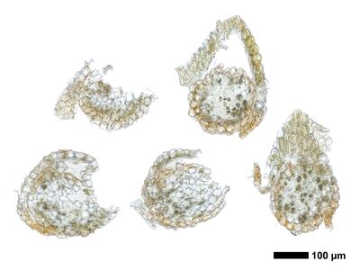 gymnomitrion obtusum 1 staemmchen quer