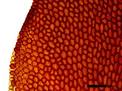 gymnomitrion revolutum 1 flankenblatt blattrand