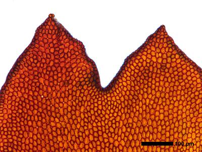 gymnomitrion revolutum 1 flankenblatt blattspitze