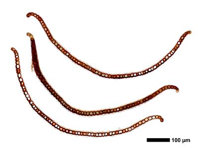 gymnomitrion revolutum 1 flankenblatt quer