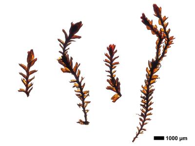 gymnomitrion revolutum 1 habitus oberseite