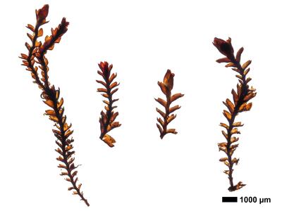 gymnomitrion revolutum 1 habitus unterseite