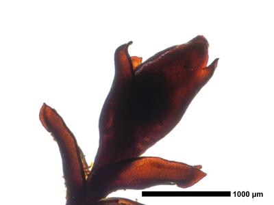 gymnomitrion revolutum 1 perigynium