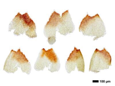 marsupella apiculata 1 flankenblatt