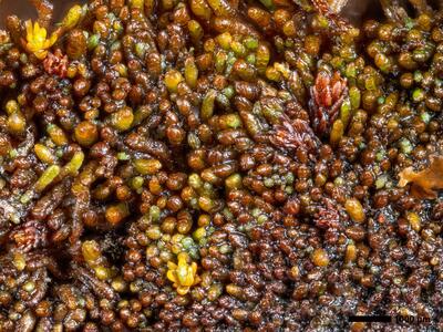 marsupella apiculata 1 habitus