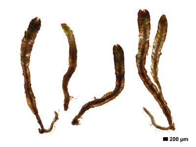 marsupella apiculata 1 habitus oberseite