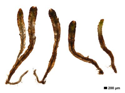 marsupella apiculata 1 habitus unterseite