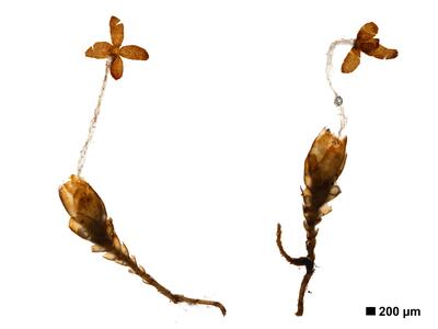 marsupella apiculata 2 habitus oberseite