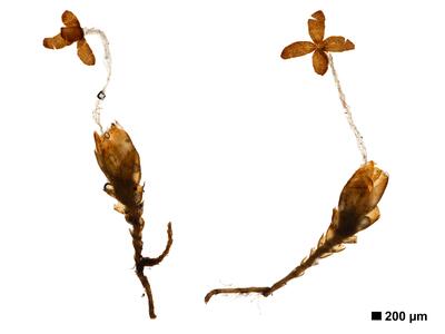 marsupella apiculata 2 habitus unterseite