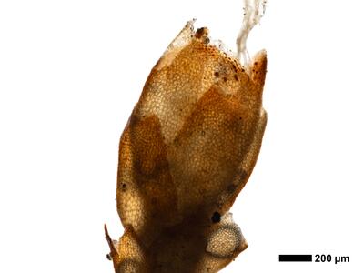 marsupella apiculata 2 perigynium