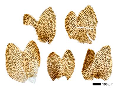 marsupella boeckii 1 flankenblatt