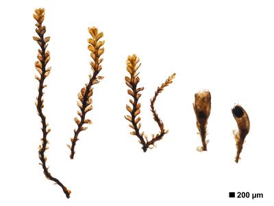 marsupella boeckii 1 habitus oberseite