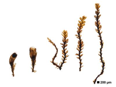 marsupella boeckii 1 habitus unterseite