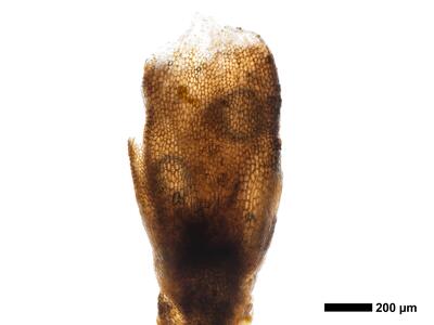 marsupella boeckii 1 perigynium