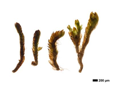 marsupella condensata 1 habitus oberseite