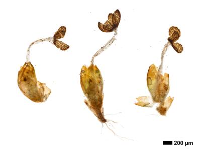 marsupella condensata 1 habitus perigynium oberseite