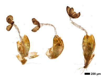 marsupella condensata 1 habitus perigynium unterseite