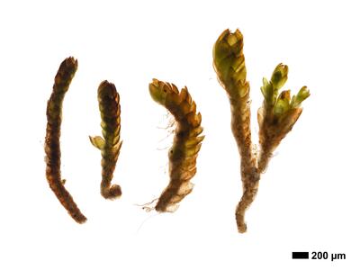 marsupella condensata 1 habitus unterseite