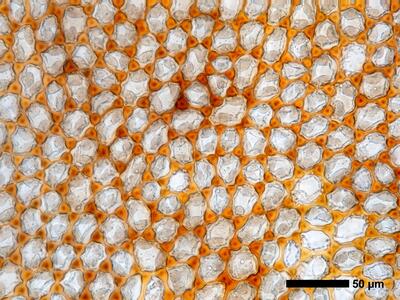 marsupella emarginata 1 flankenblatt blattmitte