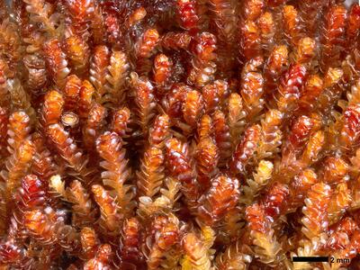 marsupella emarginata 1 habitus