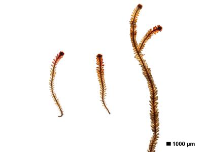 marsupella emarginata 1 habitus oberseite