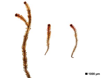 marsupella emarginata 1 habitus unterseite