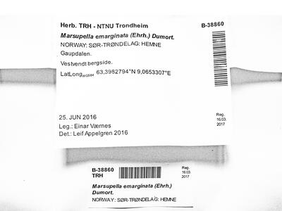 marsupella emarginata 1 herbarbeleg