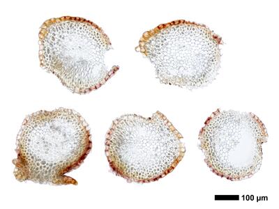marsupella emarginata 1 staemmchen quer