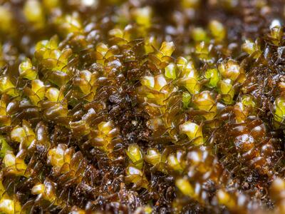 marsupella emarginata 2 habitus