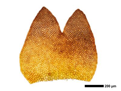 marsupella funckii 1 female bract