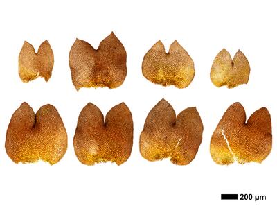marsupella funckii 1 flankenblatt