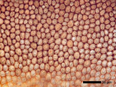 marsupella funckii 1 flankenblatt blattmitte