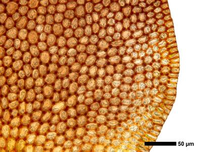 marsupella funckii 1 flankenblatt blattrand