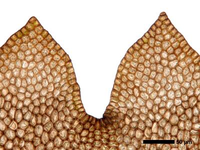 marsupella funckii 1 flankenblatt blattspitze