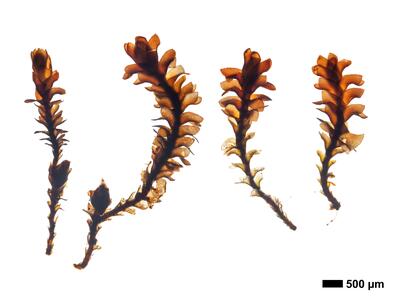 marsupella funckii 1 habitus oberseite