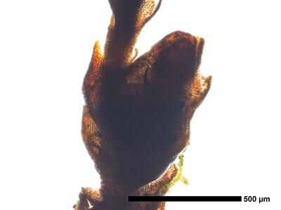 marsupella funckii 1 habitus perigynium
