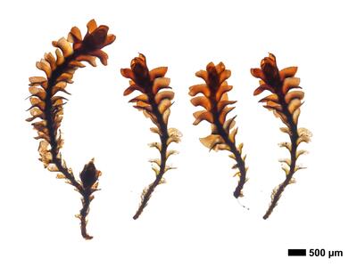 marsupella funckii 1 habitus unterseite