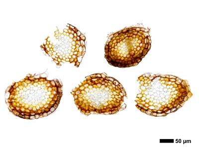 marsupella funckii 1 staemmchen quer
