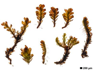 marsupella sprucei 1 habitus unterseite