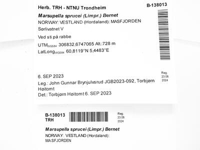 marsupella sprucei 1 herbarbeleg