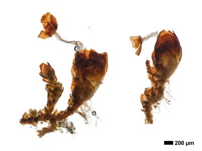 marsupella sprucei 2 habitus oberseite