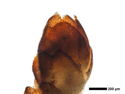marsupella sprucei 2 perigynium