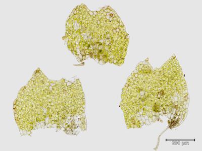 nardia insecta flankenblatt