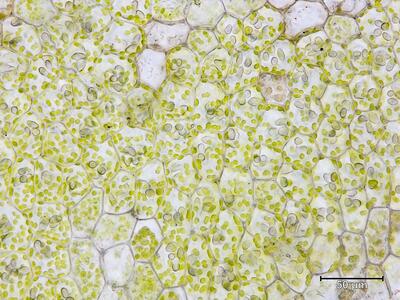 nardia insecta flankenblatt blattmitte