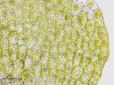 nardia insecta flankenblatt blattrand
